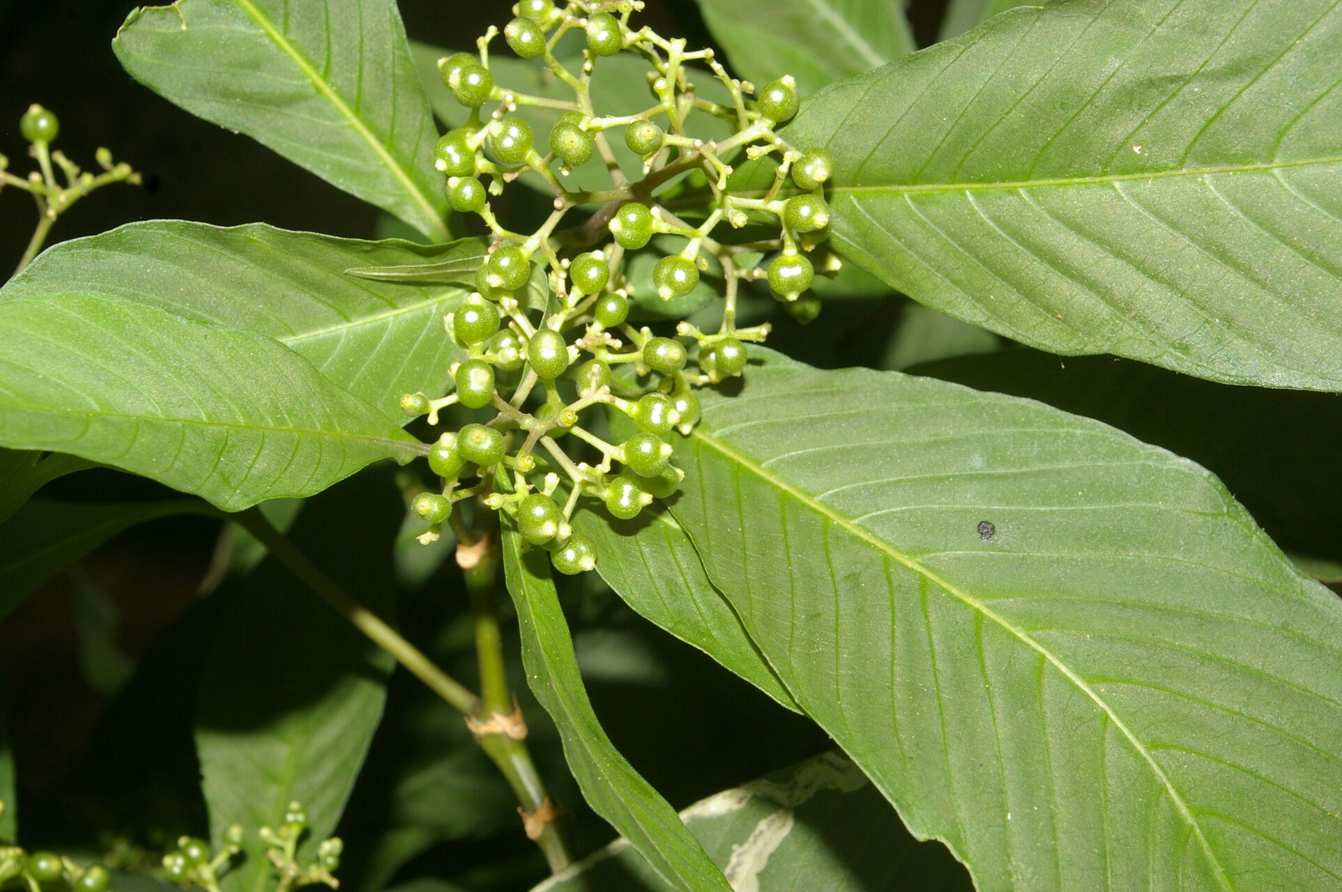Psychotria pubescens — search result for 'Psychotria'