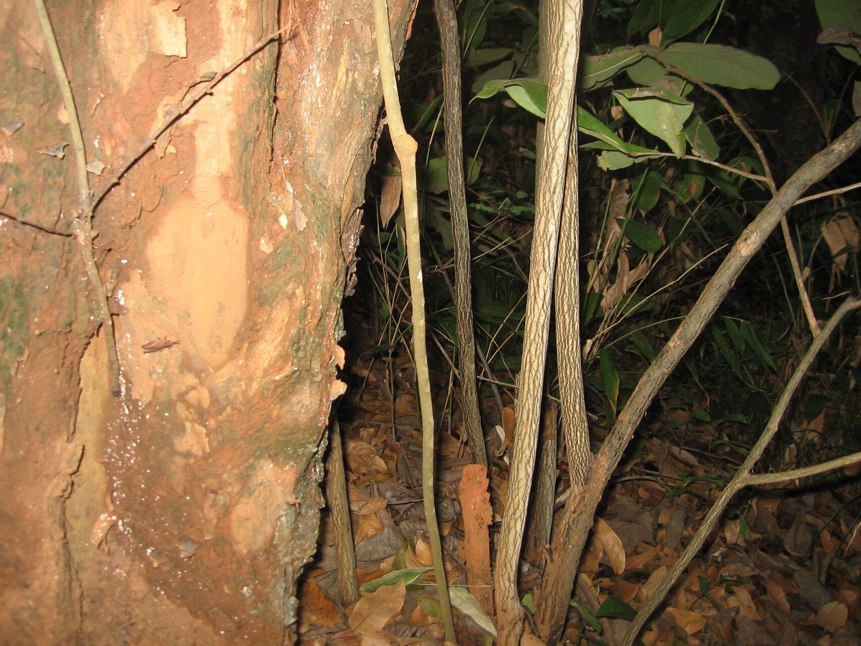 Monodora grandidieri bark