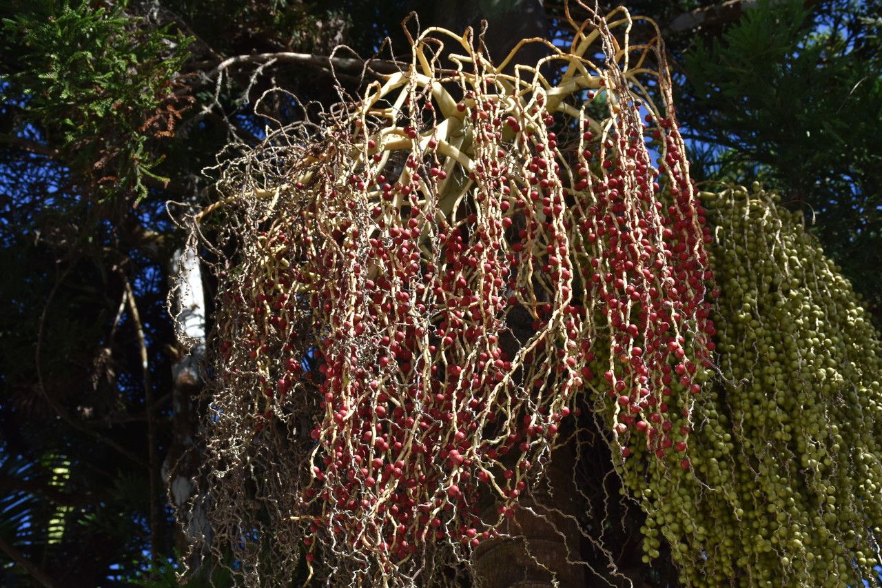 Acanthophoenix rubra fruit