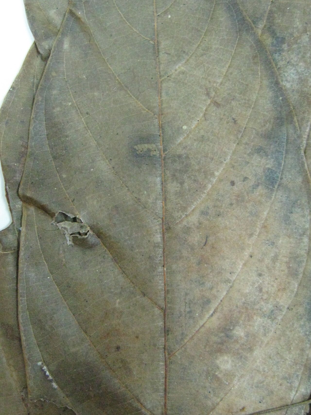 Nectandra pulverulenta other