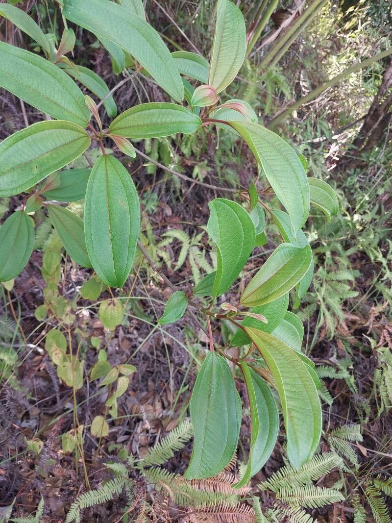 Dichaetanthera oblongifolia other