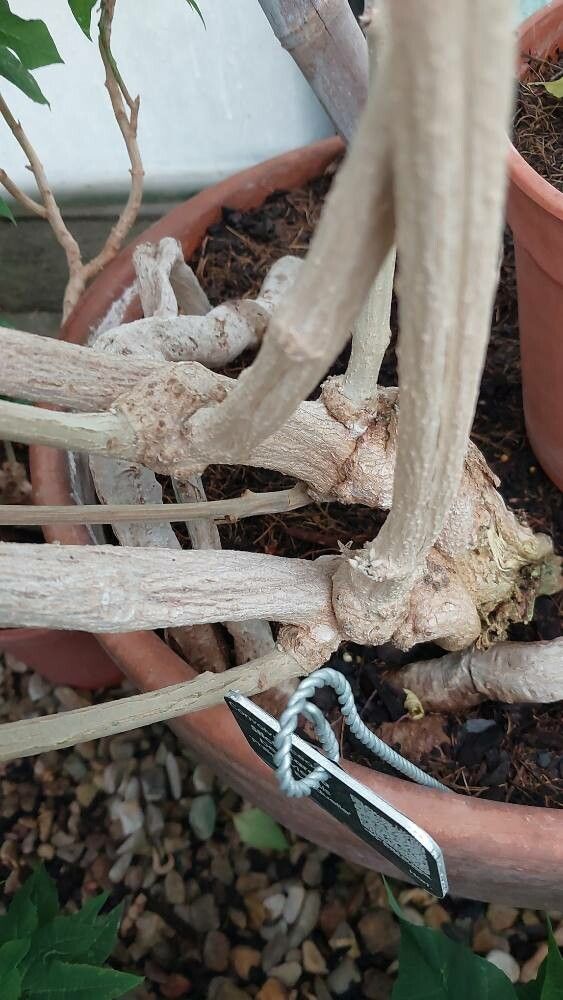 Stictocardia beraviensis bark