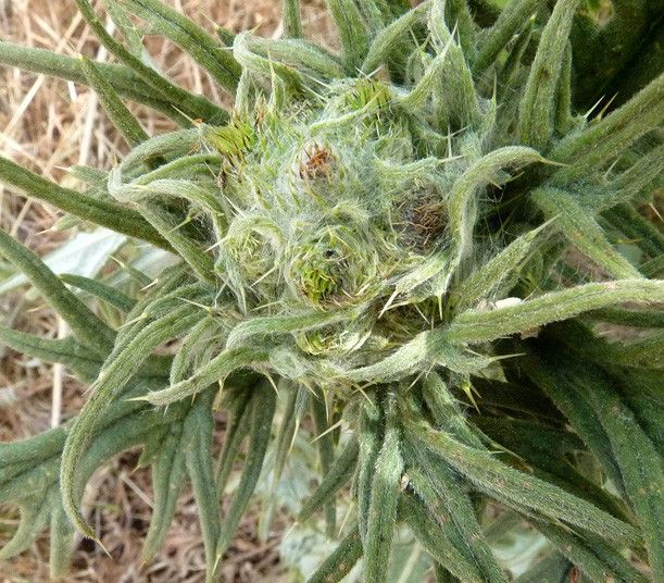 Cirsium x celakovskianum other