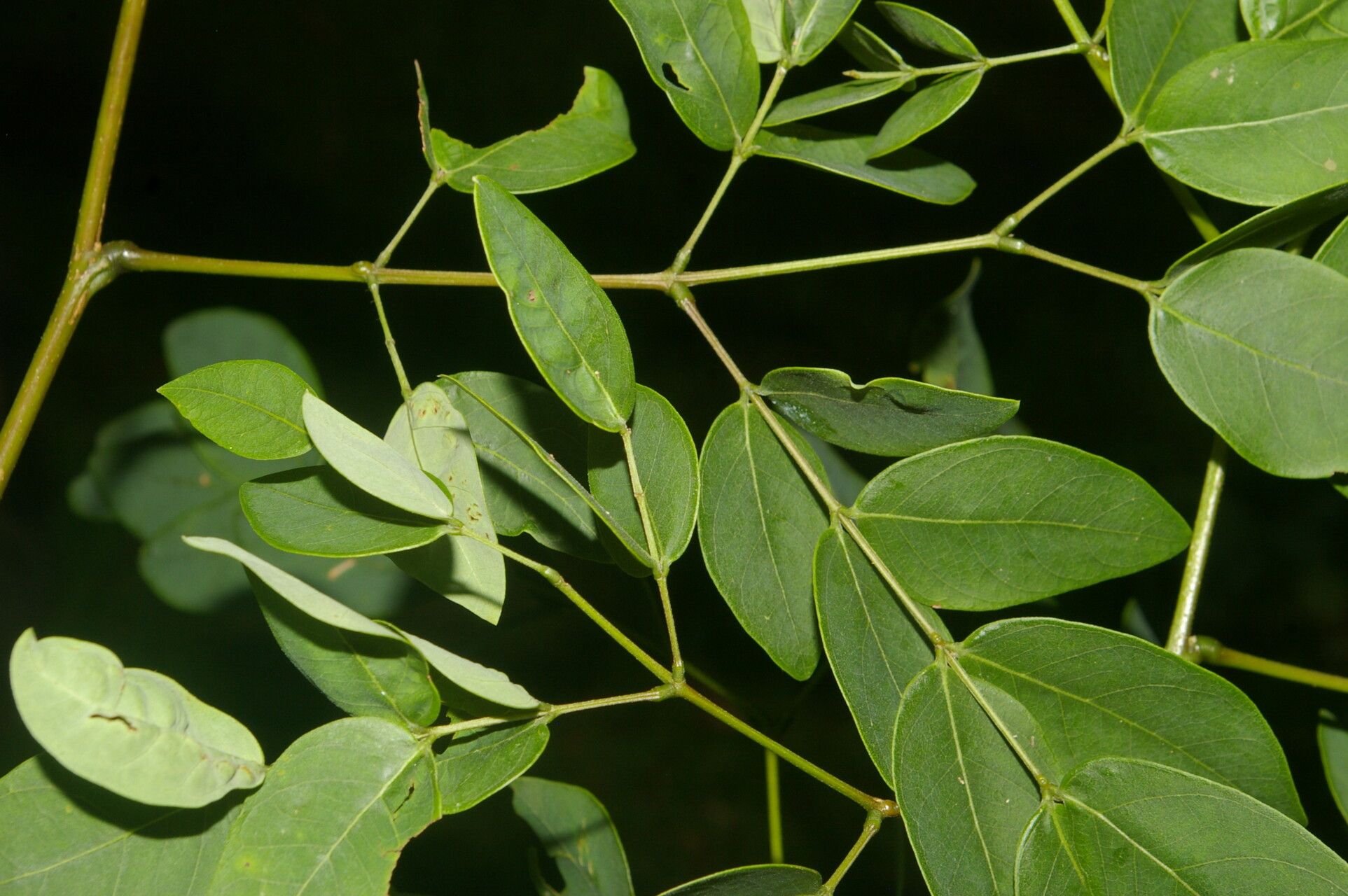 Leucaena multicapitula leaf