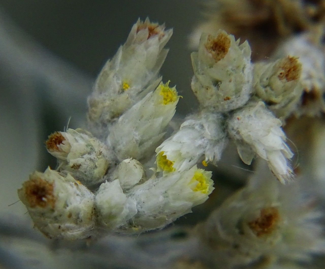 Pseudognaphalium microcephalum flower