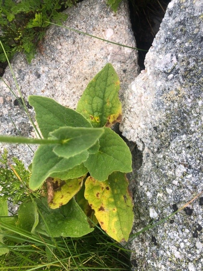 Doronicum carpetanum leaf