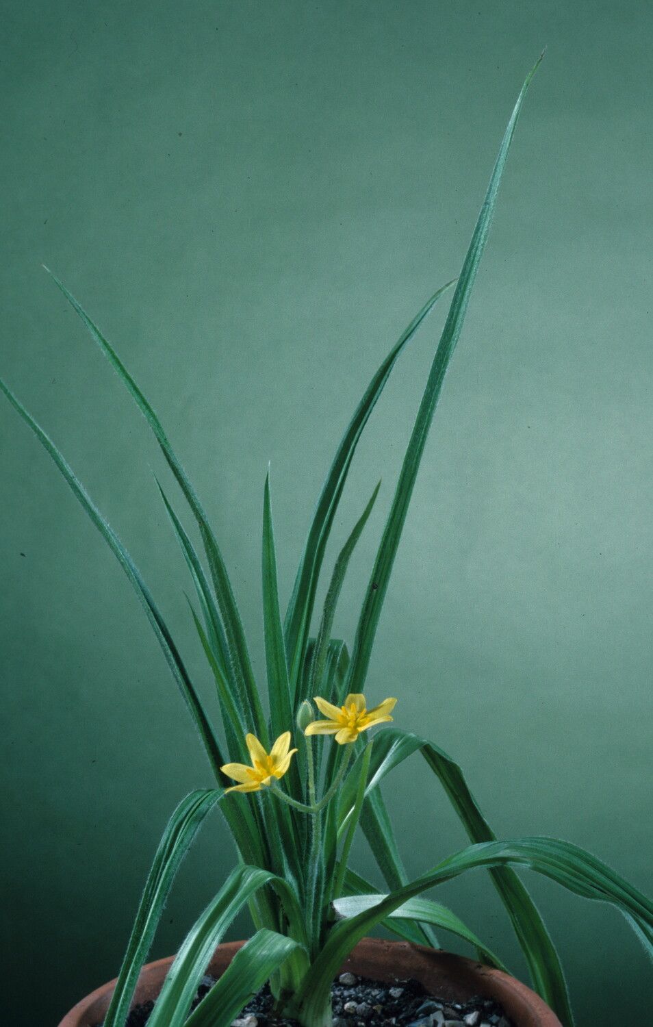 Hypoxis urceolata habit