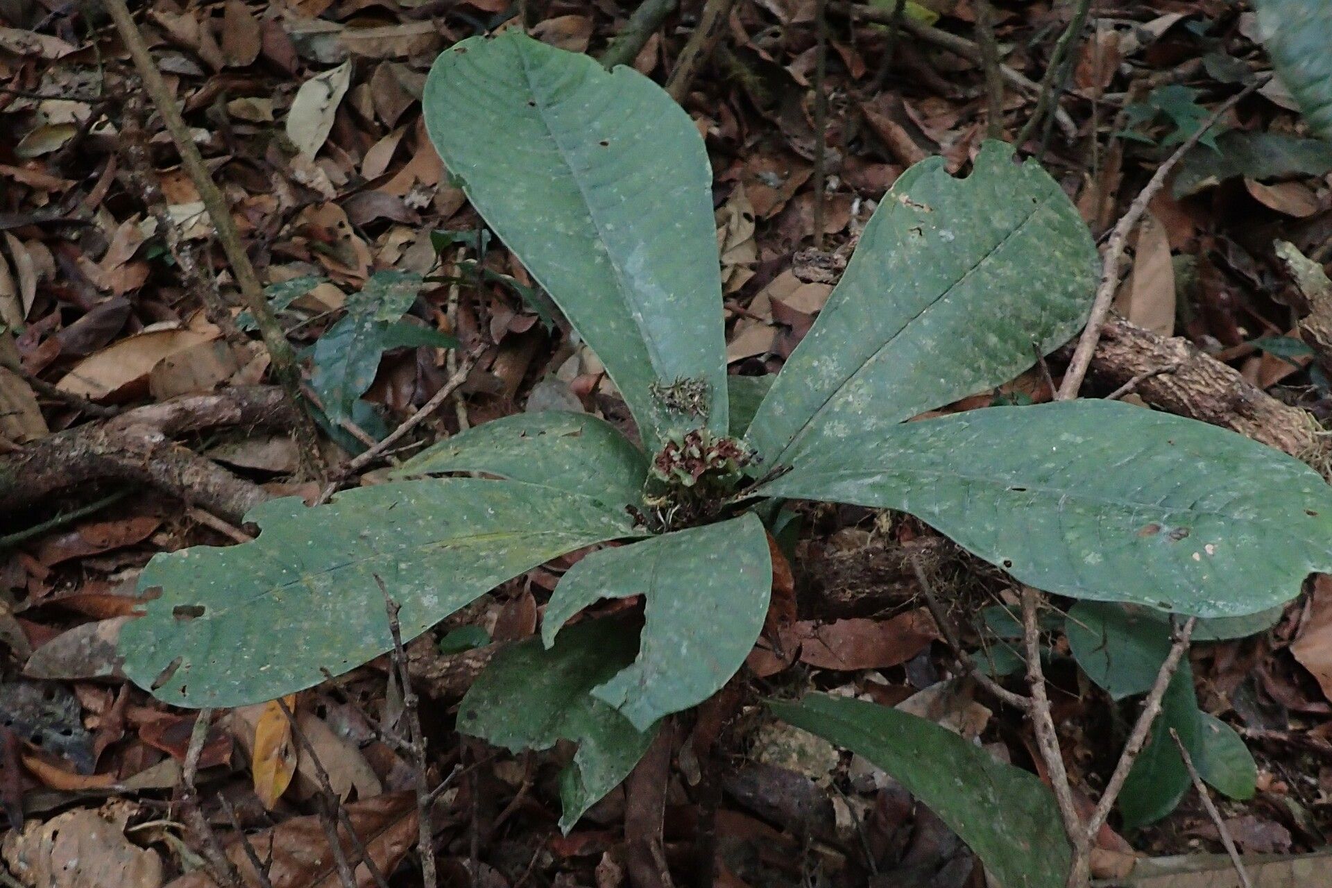 Psychotria rubescens habit