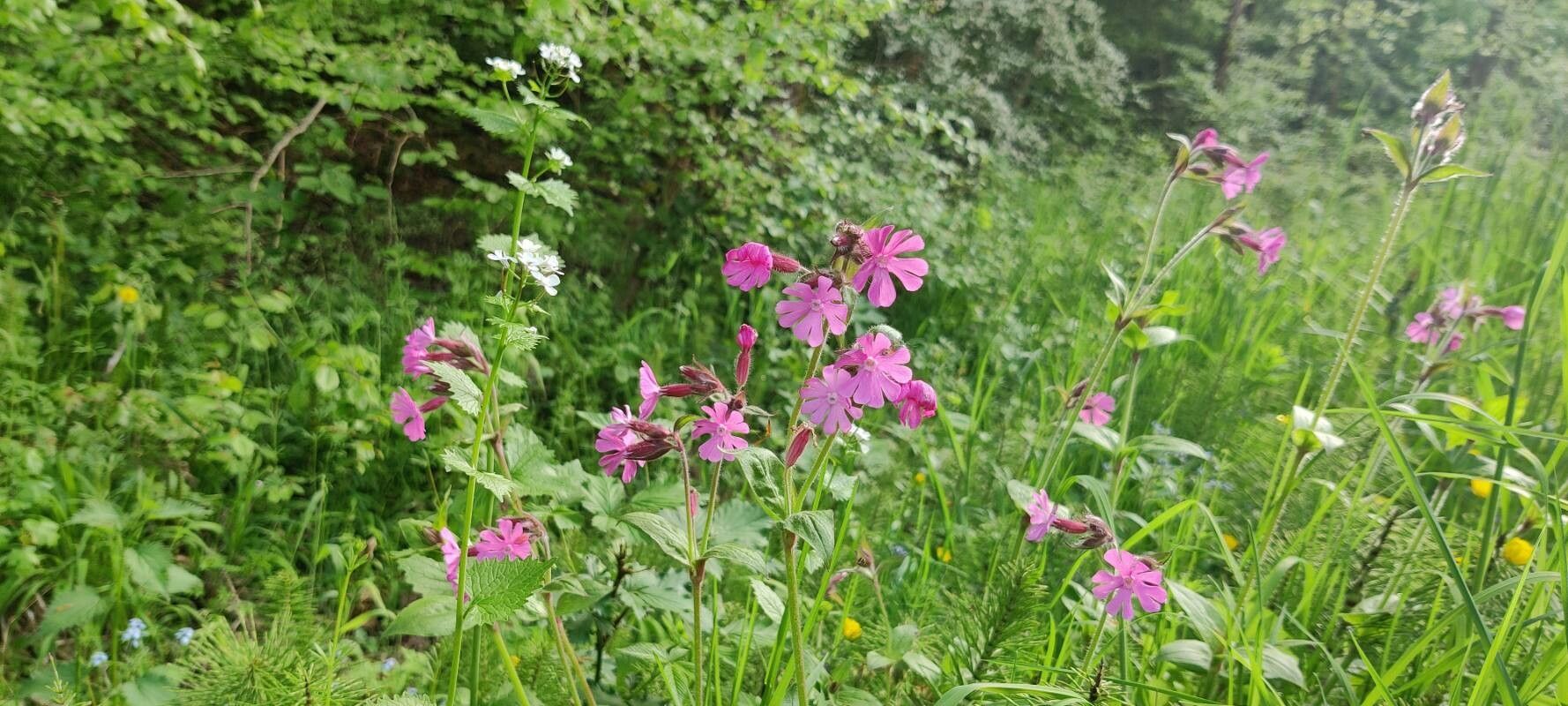 Silene villosula — houseplant care guide