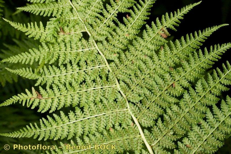 Athyrium × reichsteinii other