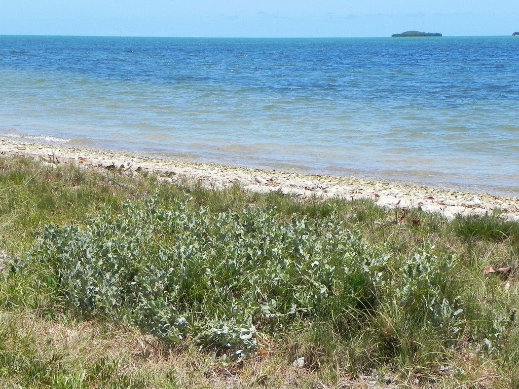 Atriplex jubata habit