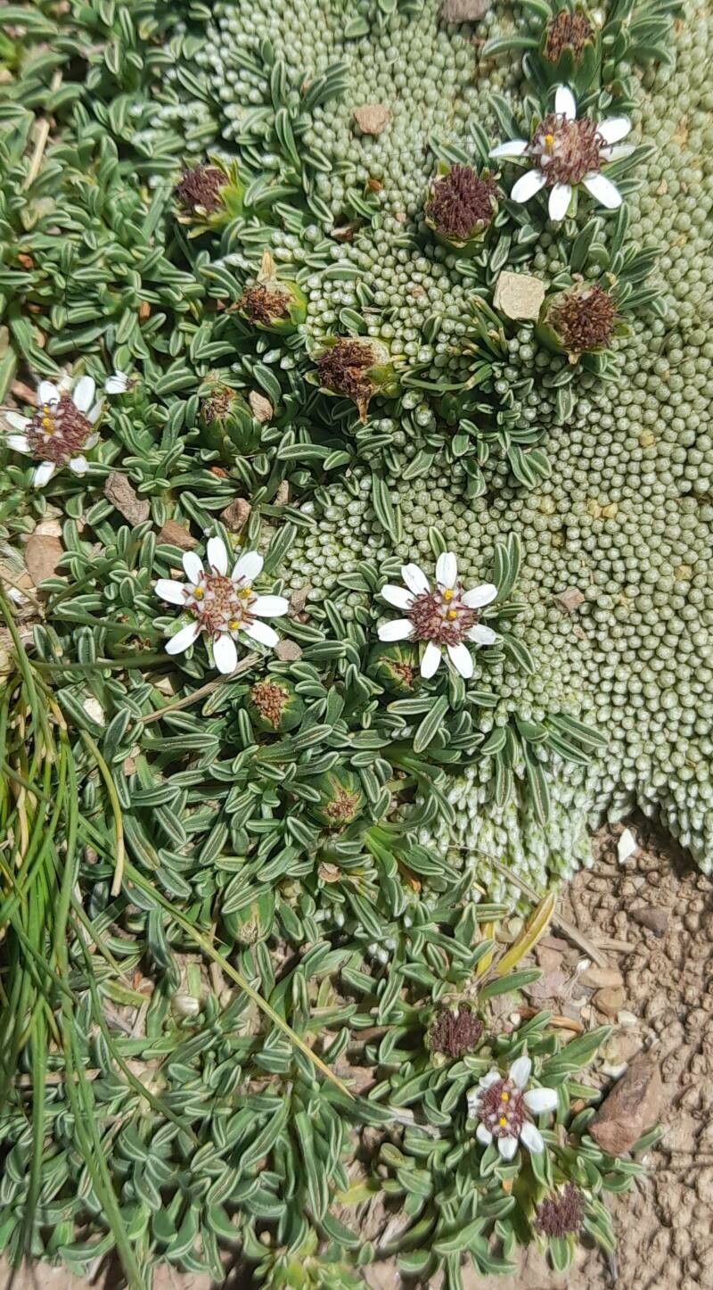 Werneria aretioides habit