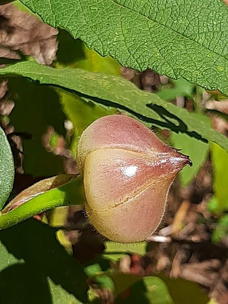 Operculina turpethum fruit