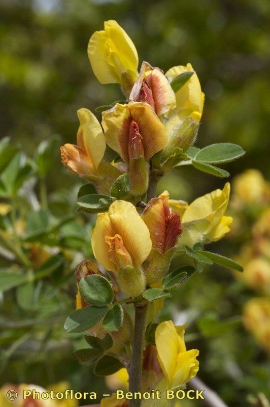 Chamaecytisus elongatus flower