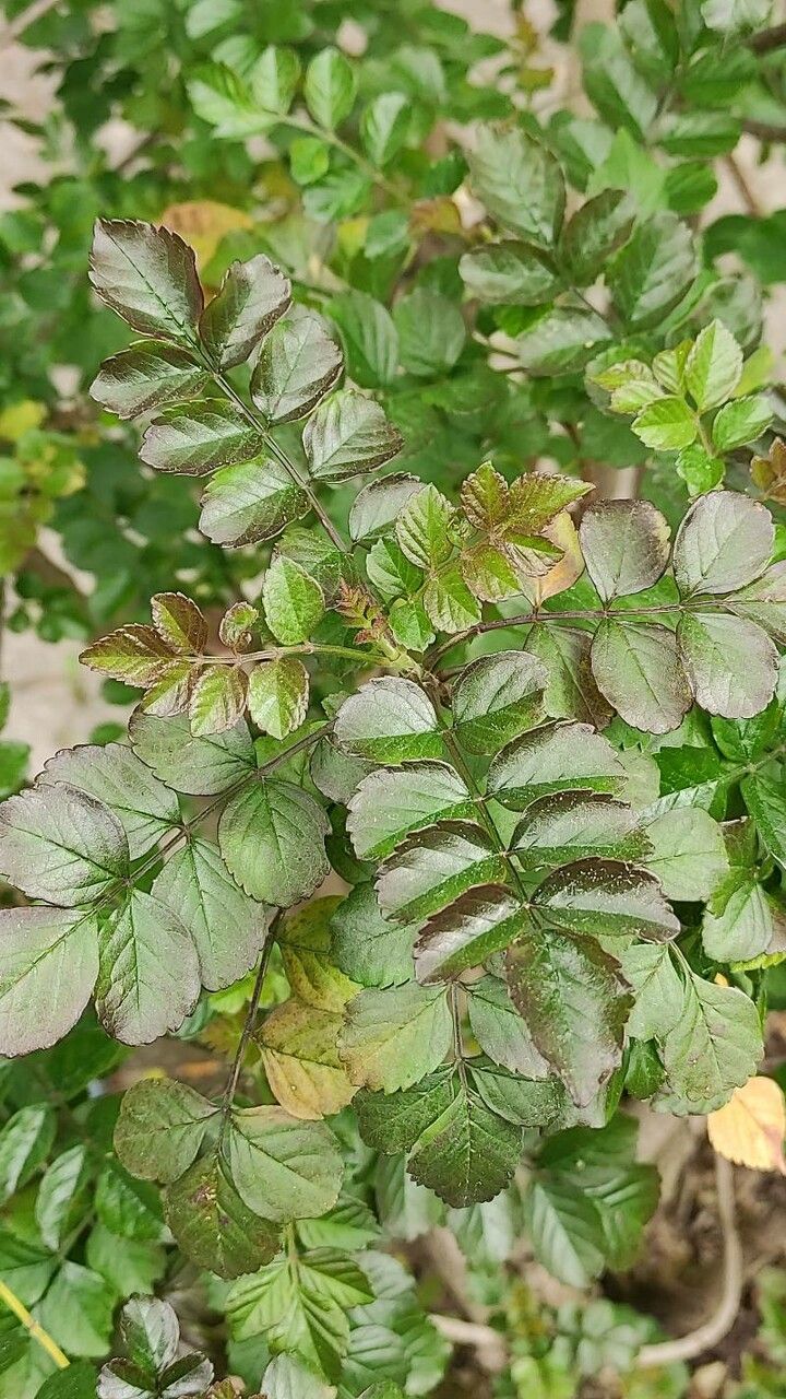 Tecoma fulva — related species from the same genus