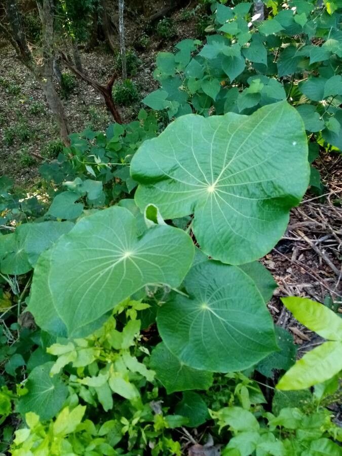 Piper peltatum — search result for 'Piper'