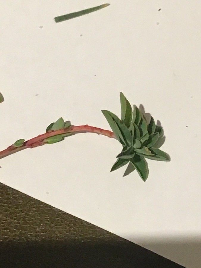 Euphorbia polygalifolia habit