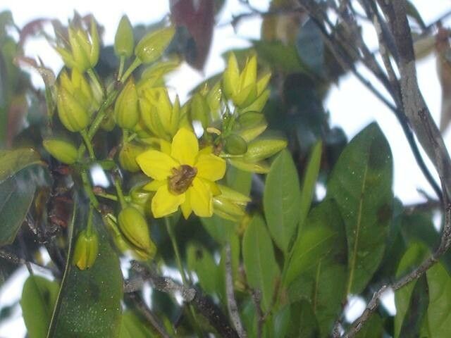 Ouratea spruceana other