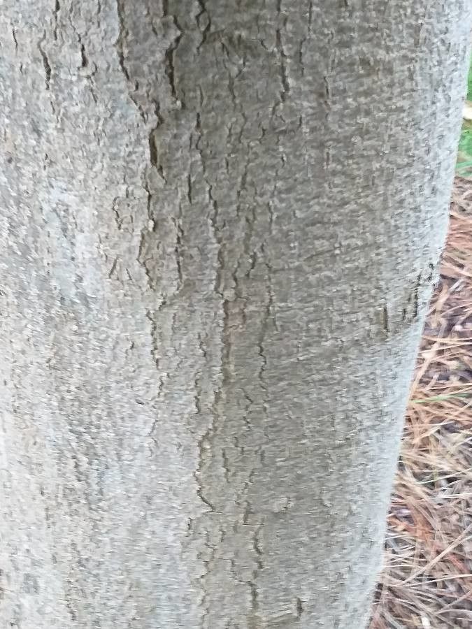 Magnolia dawsoniana bark