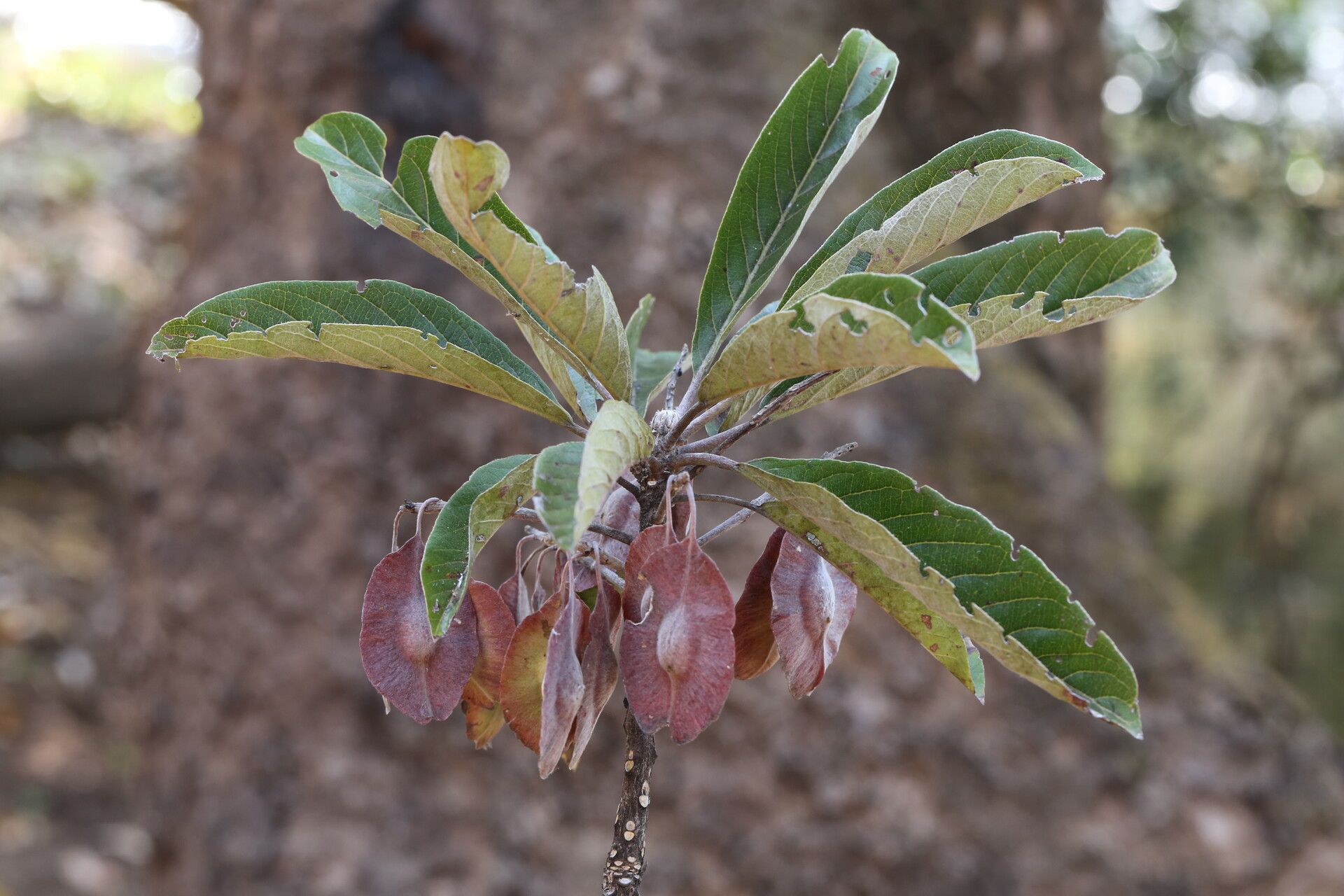 Terminalia stenostachya fruit