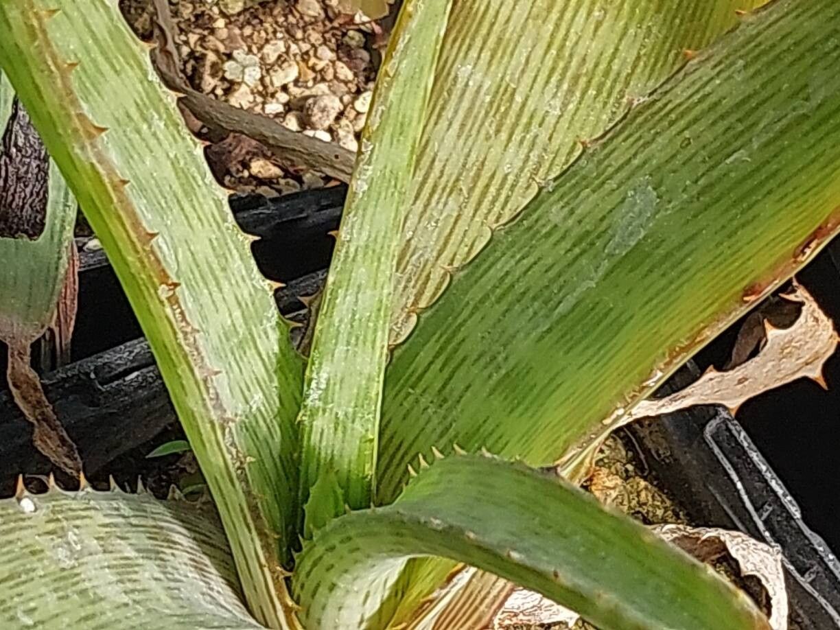 Aloe fosteri leaf