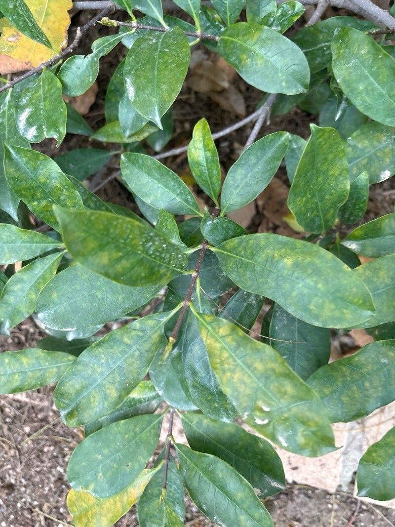 Strophanthus divaricatus — houseplant care guide