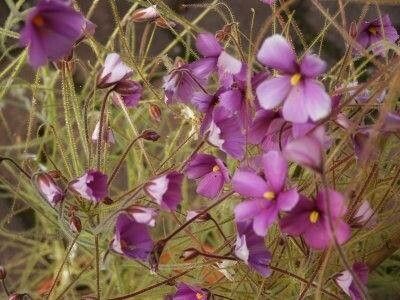 Byblis filifolia — related species from the same genus