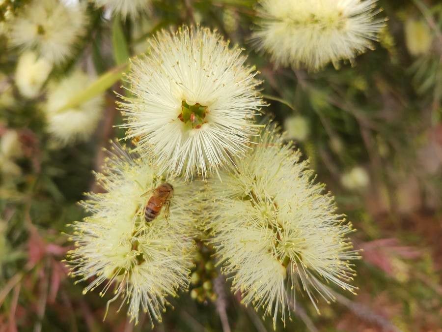 Senegalia caffra flower
