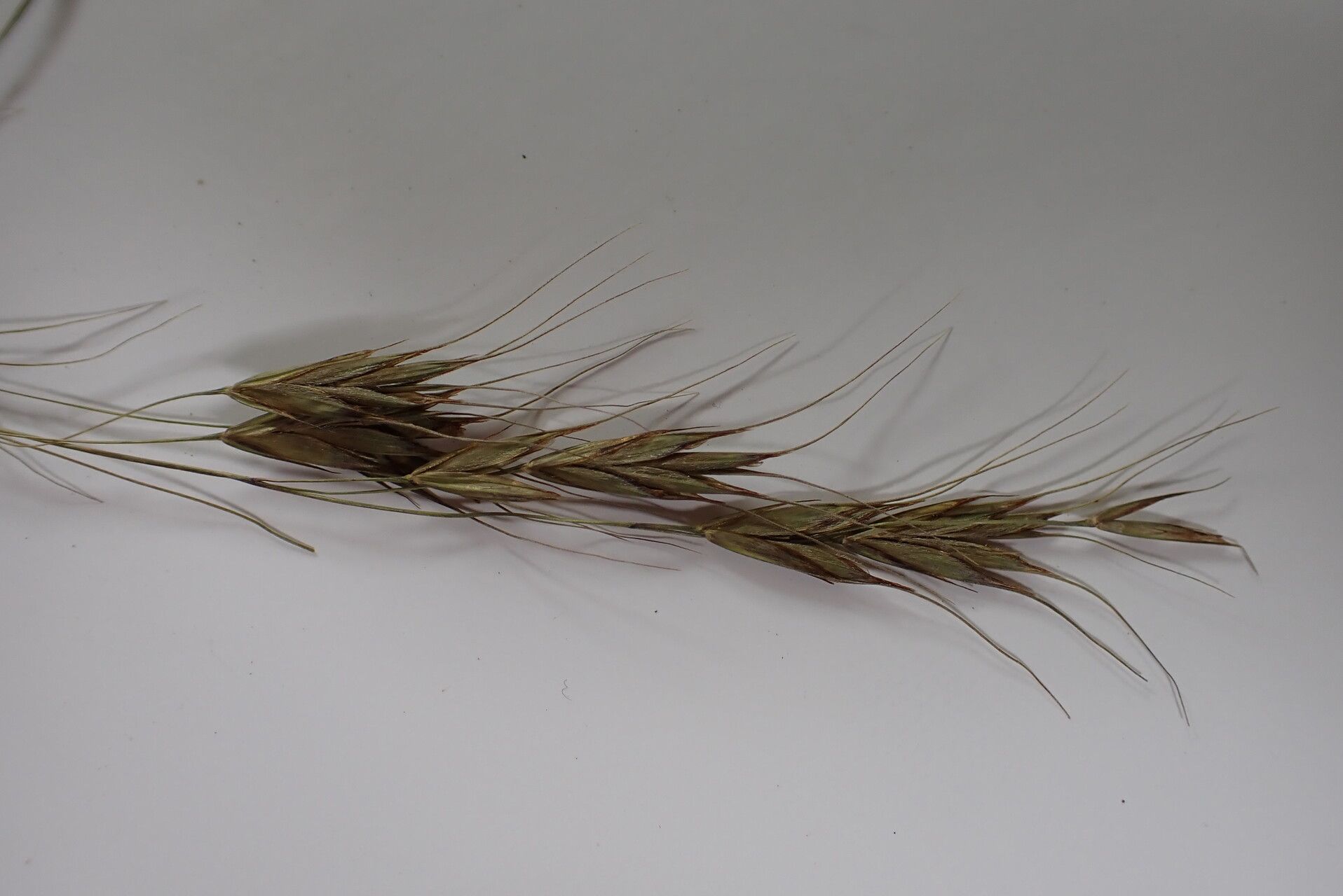 Bromus himalaicus fruit