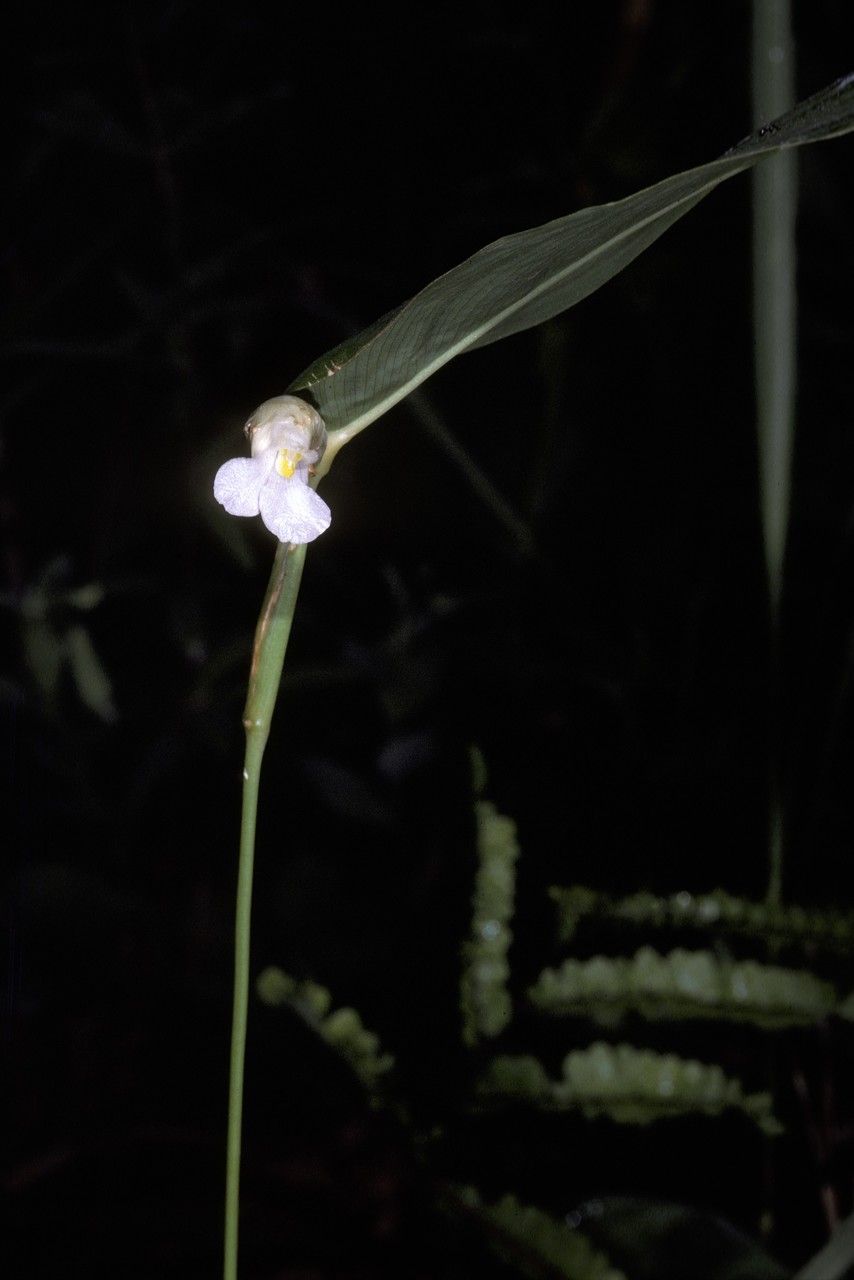 Myrosma cannifolia flower