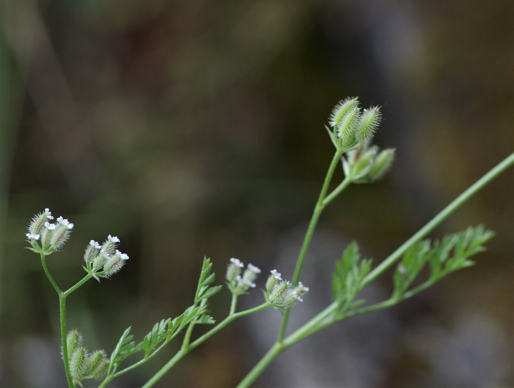 Torilis leptophylla flower