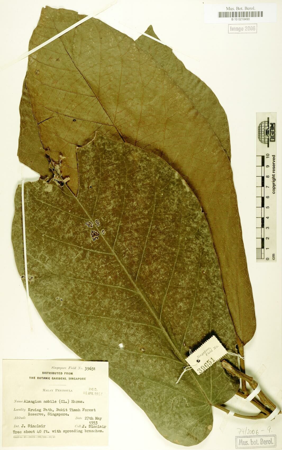 Alangium nobile — related species from the same genus