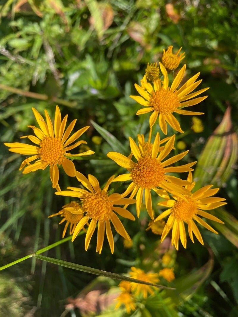 Jacobaea subalpina flower