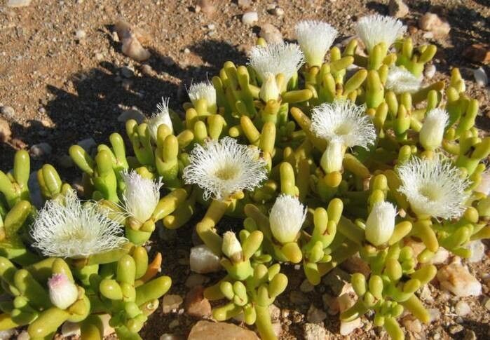 Mesembryanthemum hypertrophicum flower