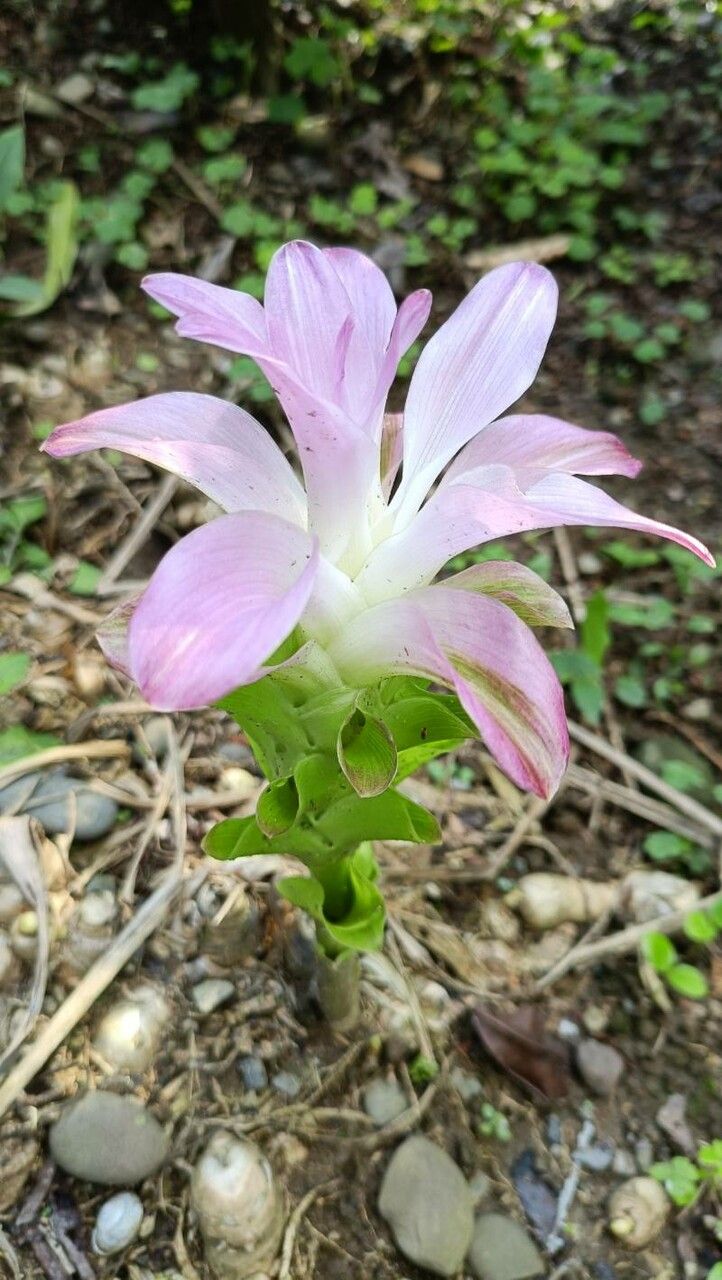 Curcuma amada — related species from the same genus