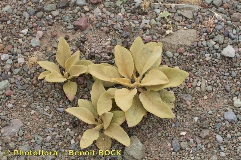 Verbascum tetrandrum — search result for 'Verbascum'