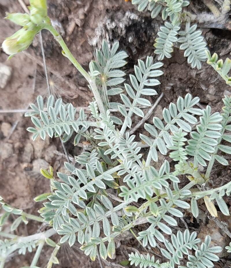 Adesmia incana — houseplant care guide