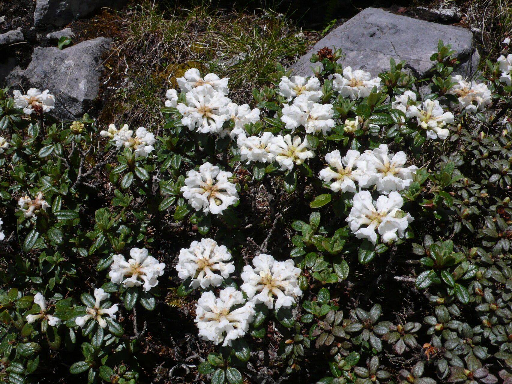 Rhododendron primuliflorum flower