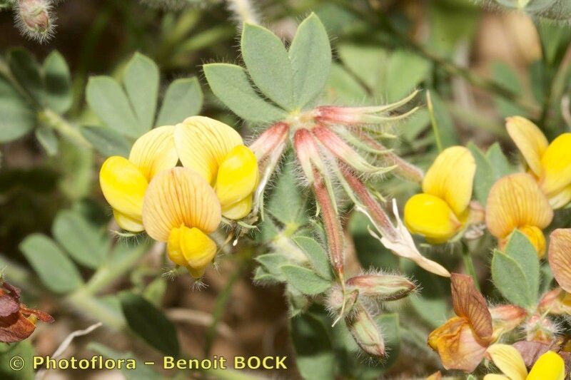 Lotus maroccanus flower