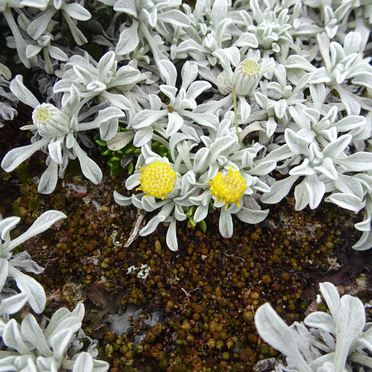 Senecio evacoides flower