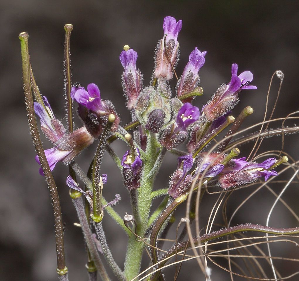 Boechera hoffmannii flower