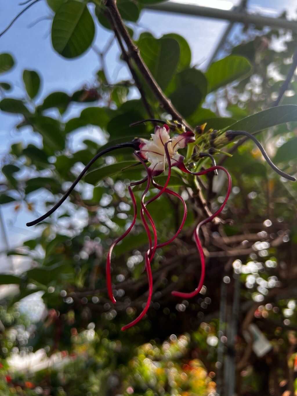 Strophanthus caudatus flower