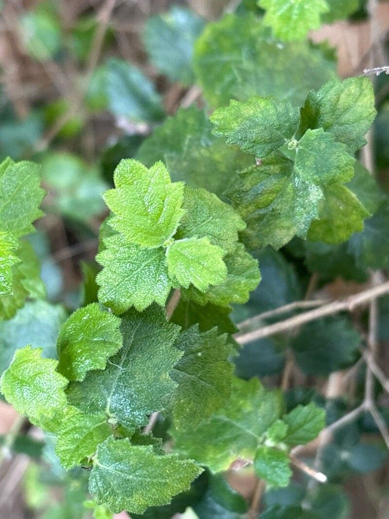 Aloysia chamaedryfolia