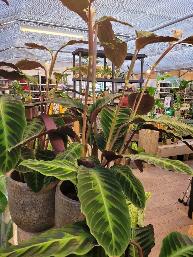 Calathea warscewiczii