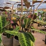 Calathea warscewiczii