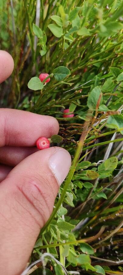 Vaccinium scoparium fruit