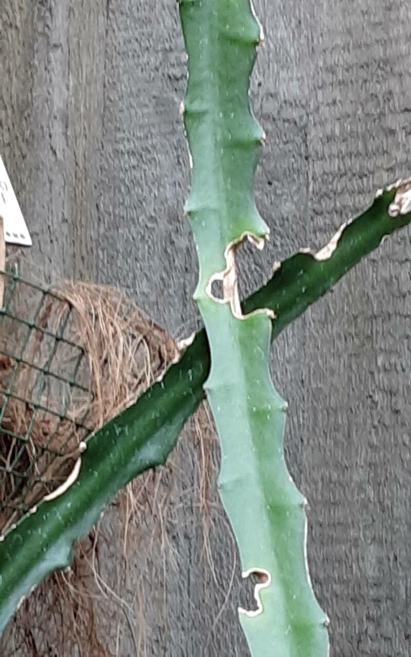 Rhipsalis rhombea — search result for 'Rhipsalis'