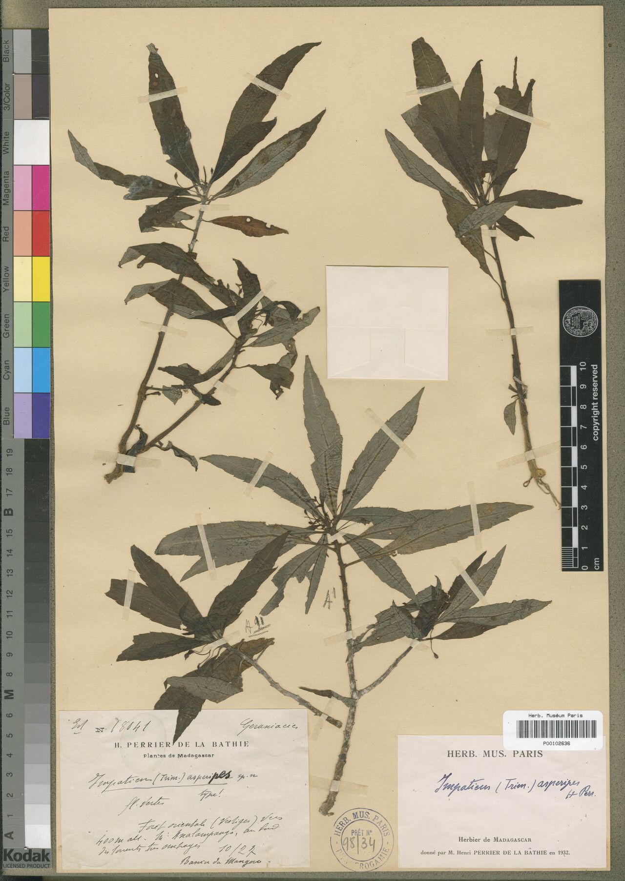 Impatiens asperipes — houseplant care guide