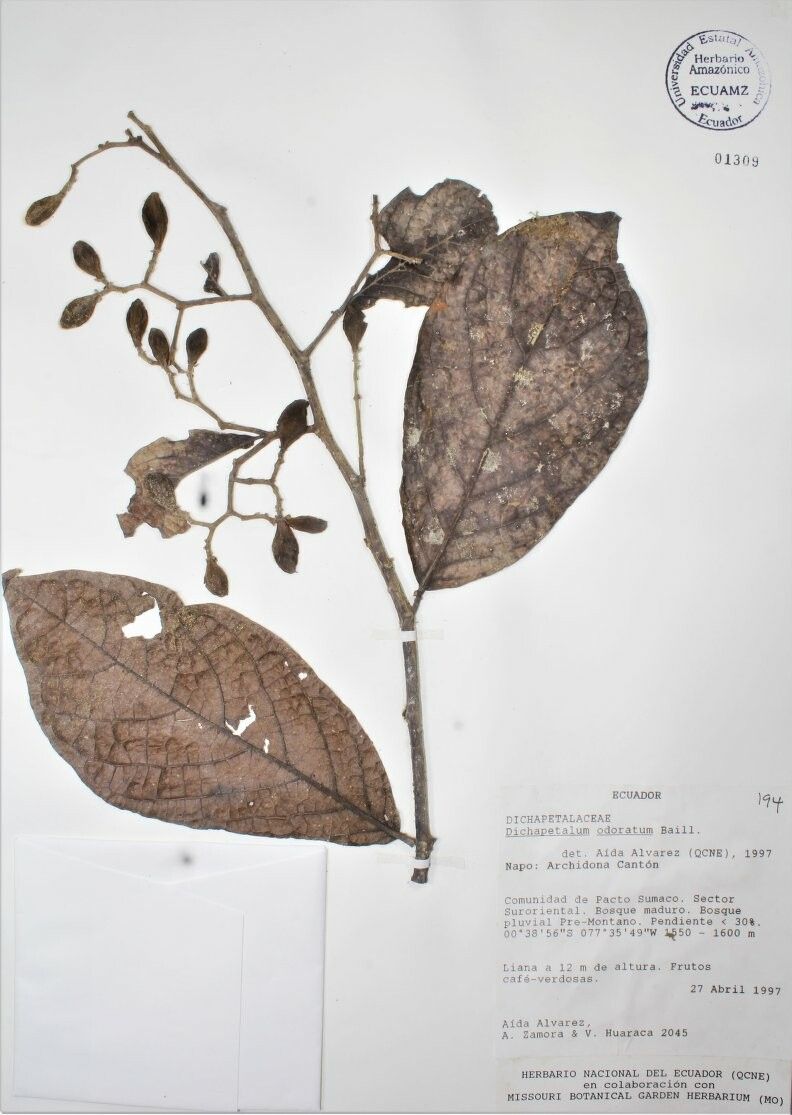 Dichapetalum spruceanum — houseplant care guide