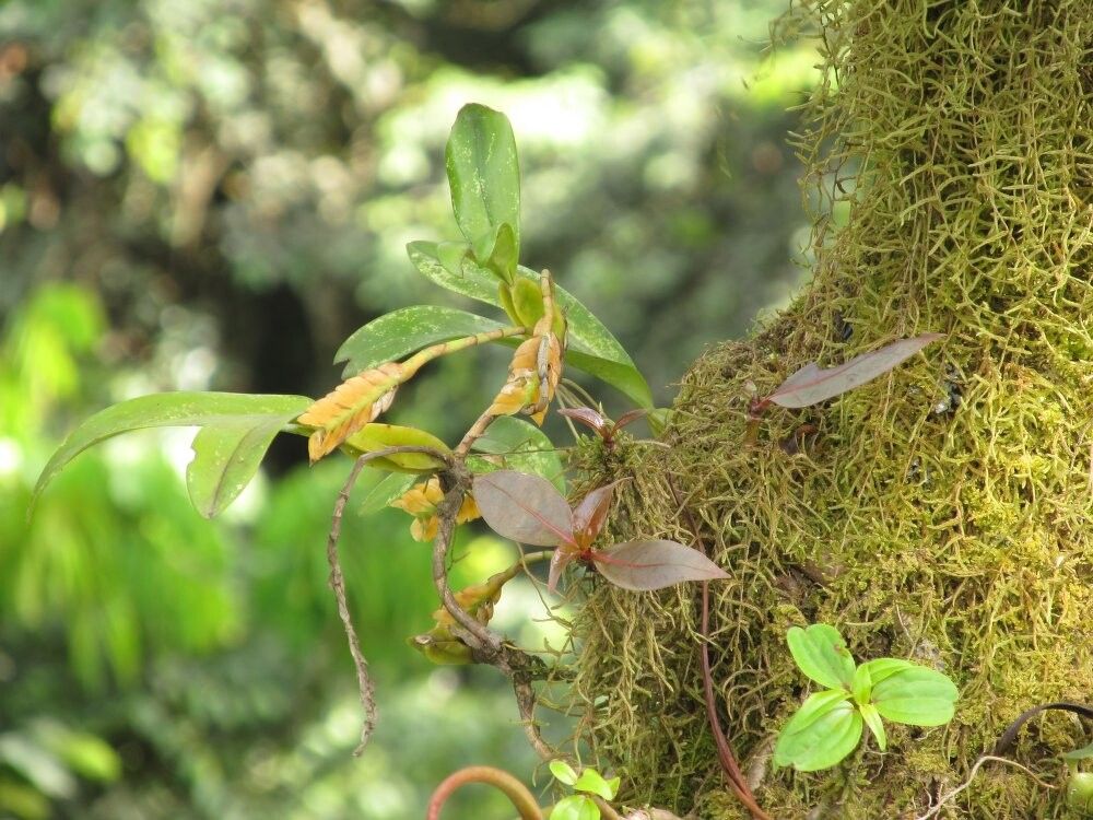 Bulbophyllum porphyrostachys — houseplant care guide